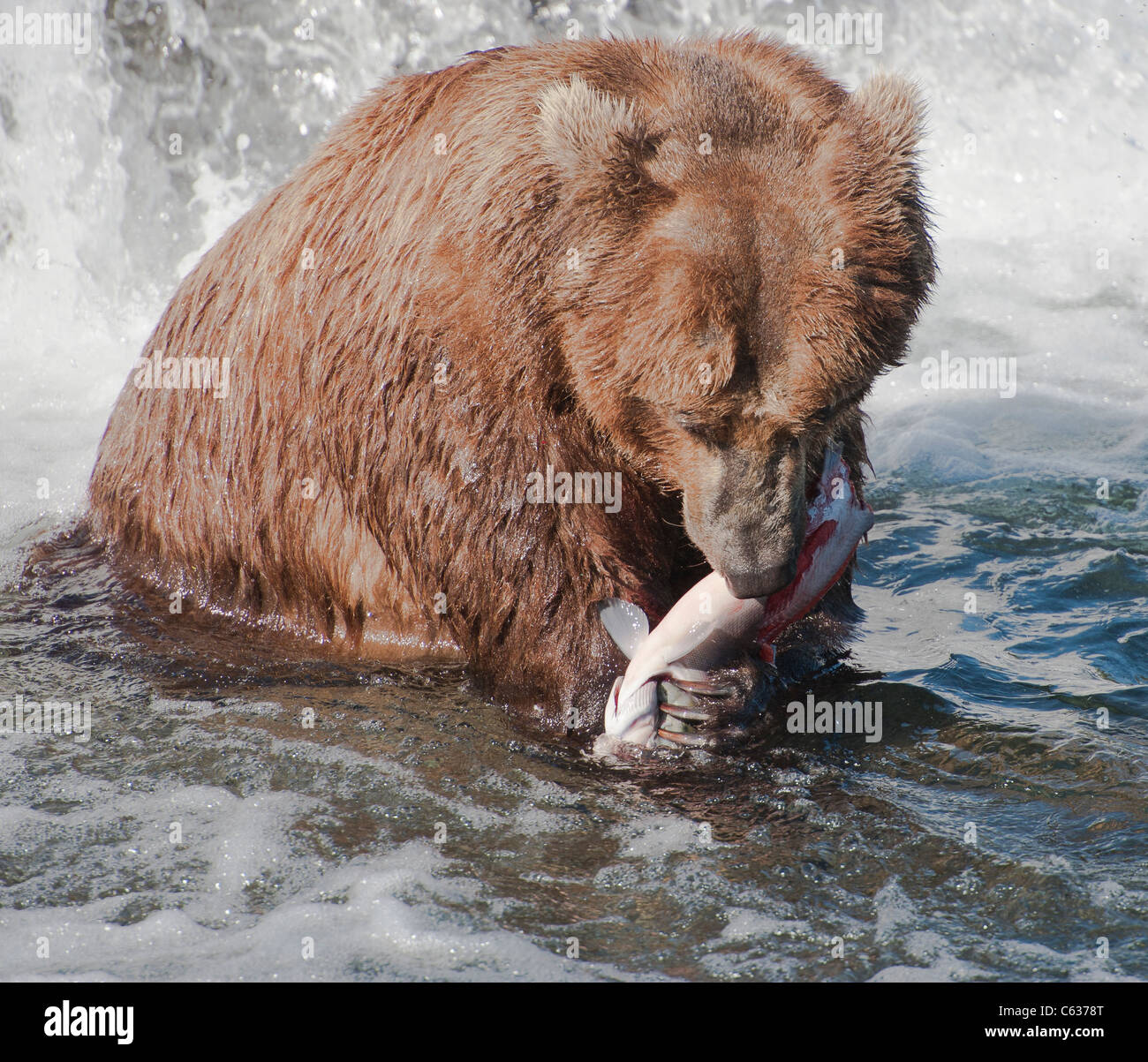 Braunbären/Grizzly Bären Stockfoto