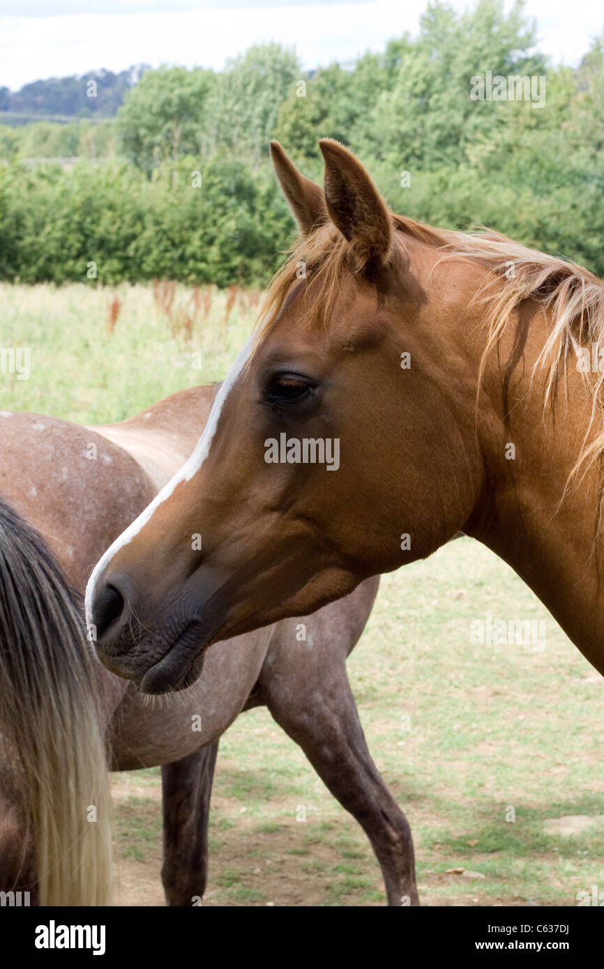 Arabisches Pferd in einem Paddock Equus Ferus caballus Stockfoto