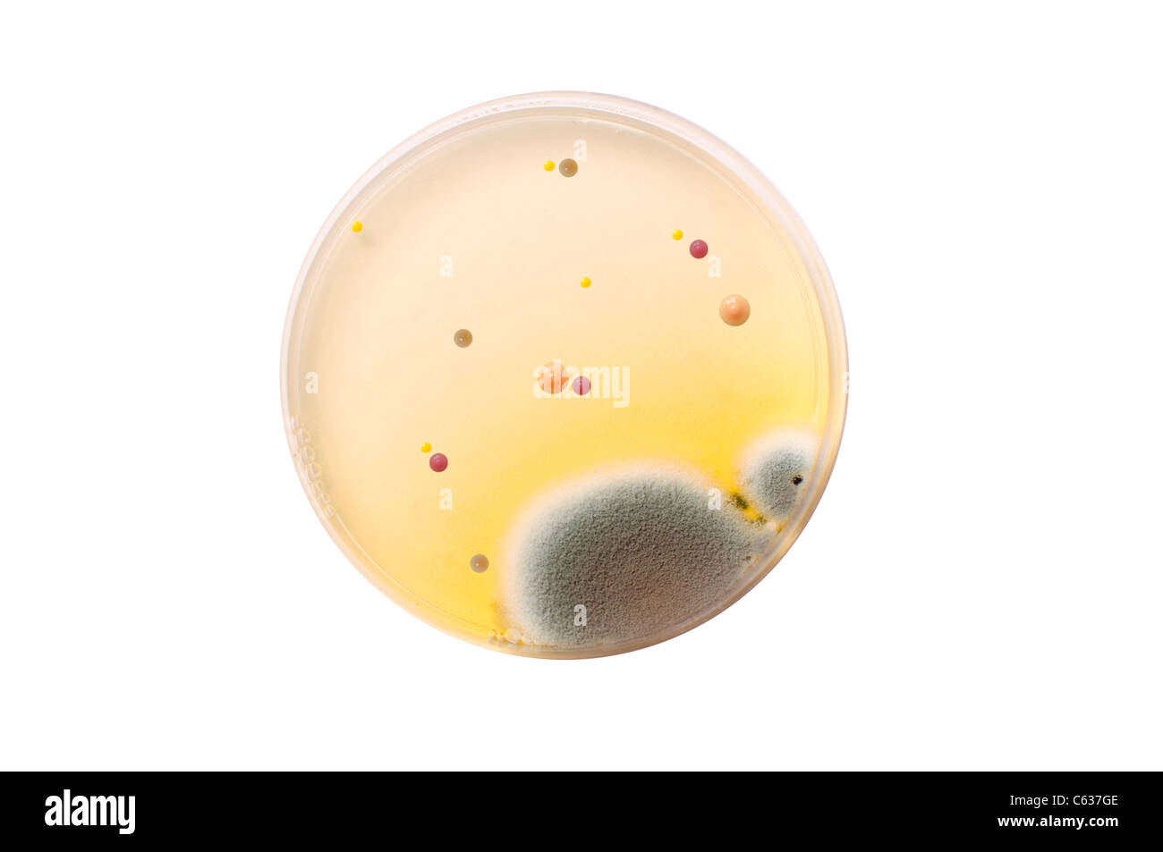 Mikrobiologische Platte mit Bakterien und Pilzen auf weißem Hintergrund Stockfoto