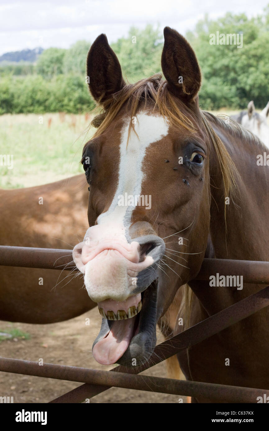 Arabisches Pferd in einem Paddock Equus Ferus caballus Stockfoto