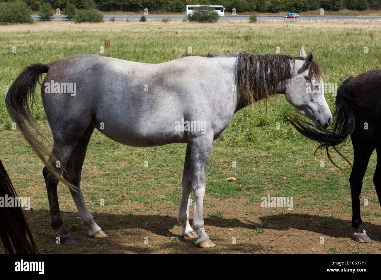 Arabisches Pferd in einem Paddock Equus Ferus caballus Stockfoto
