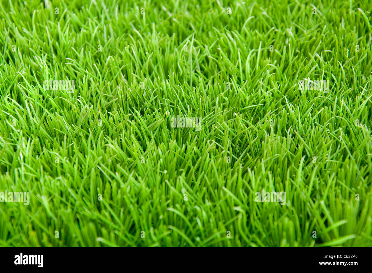 Hintergrund gefüllt mit grünen Rasen, Textur Stockfoto