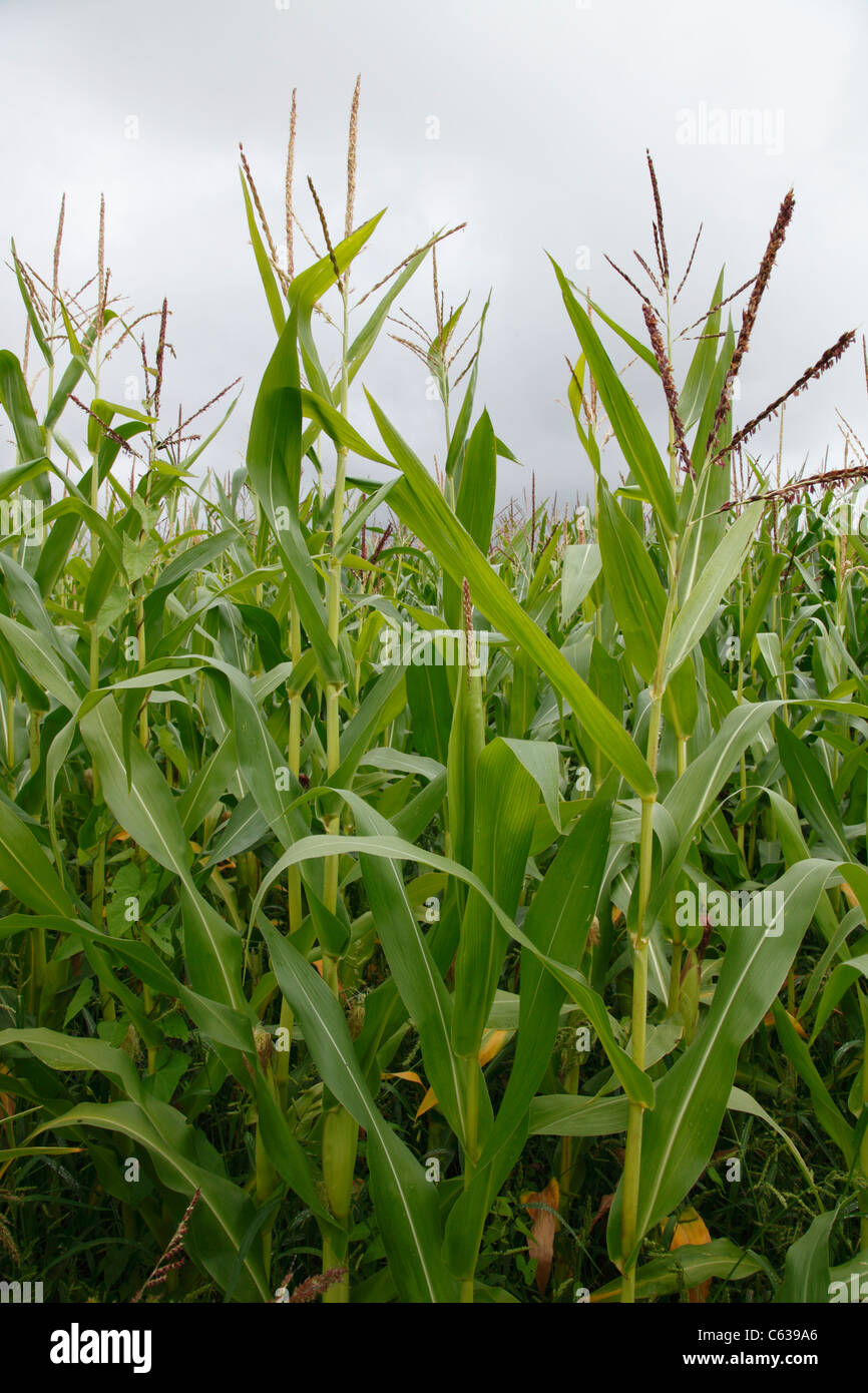 Maisfeld Stockfoto