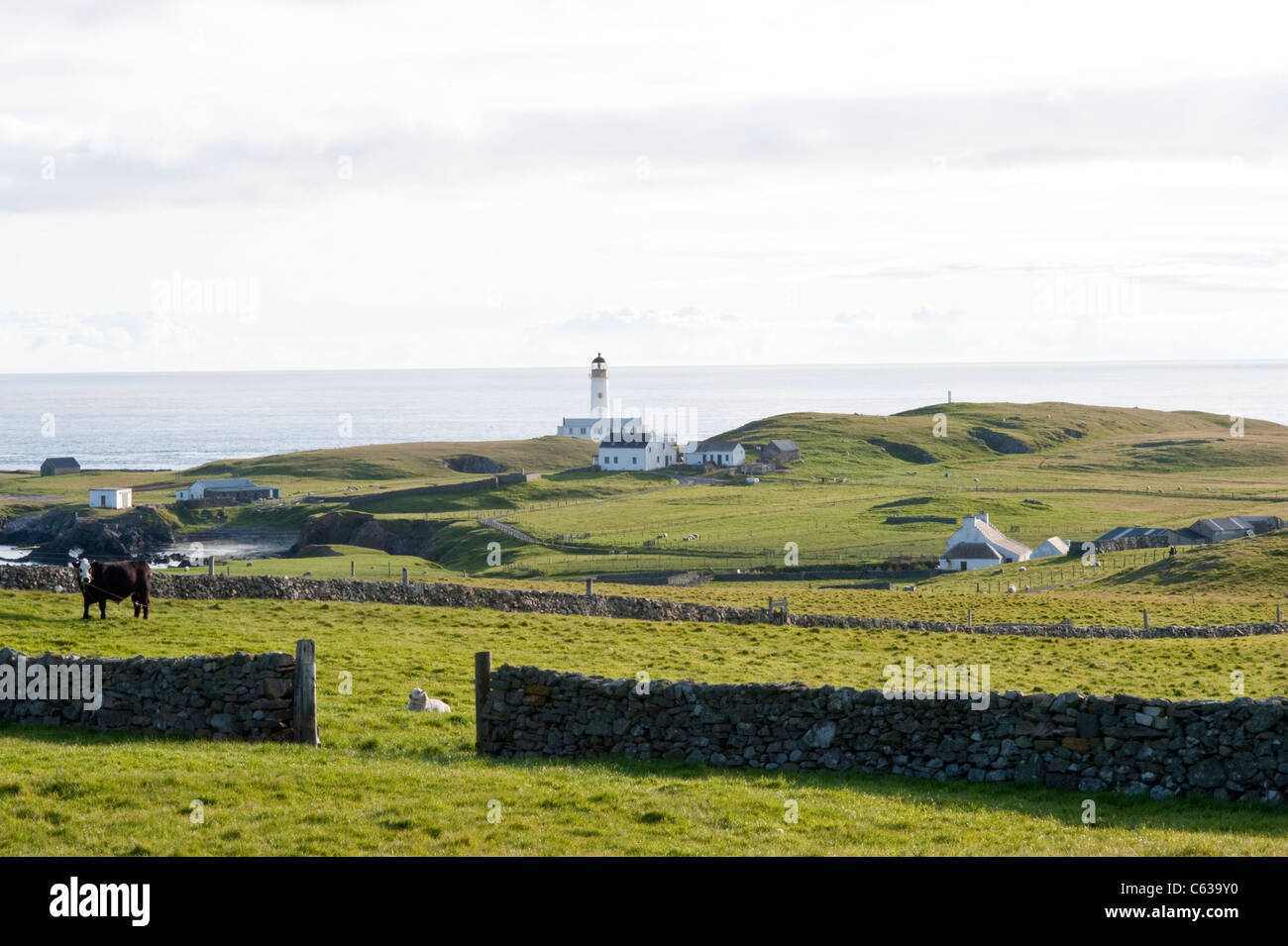 Fair-Isle Weiden mit Schafen und Bull, Leuchtturm und Croft, aufbauend auf dem Hintergrund Shetland-Inseln Schottland Großbritannien Europa Juni Stockfoto