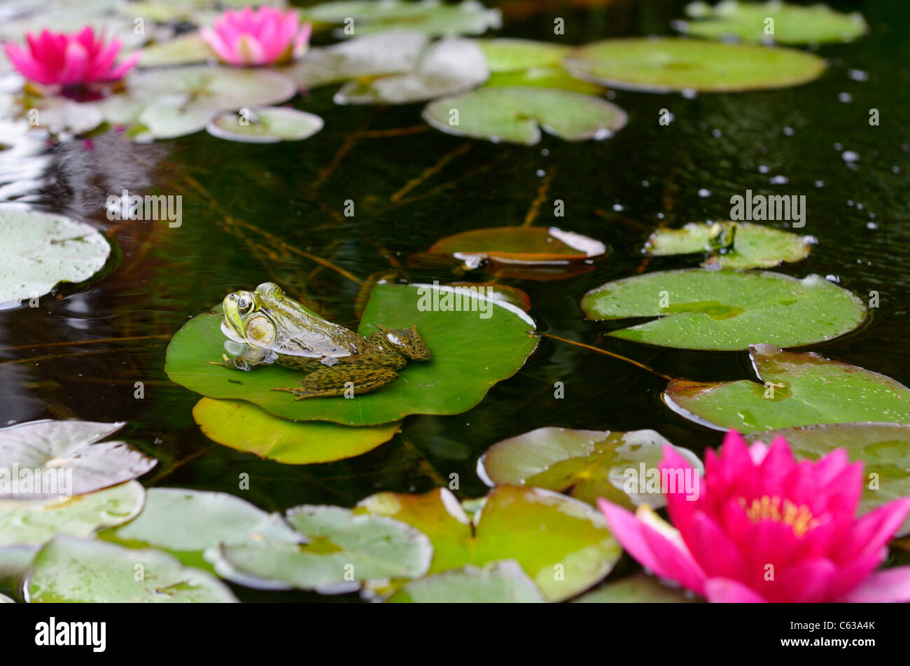 Green frog schwimmend auf einer Seerose pad Blatt in einem Teich mit rosa Blumen Stockfoto