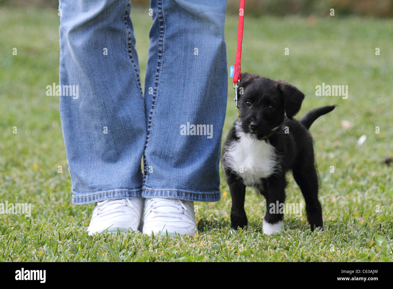 Jack Russell Zwergpudel Kreuz Welpen an der Leine ausgebildet Stockfoto