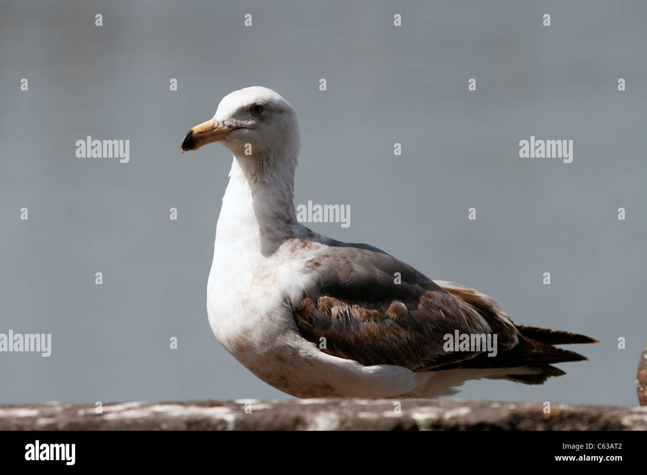 In San Francisco. Fishermans Wharf, Kalifornien Möve Larus californicus Stockfoto