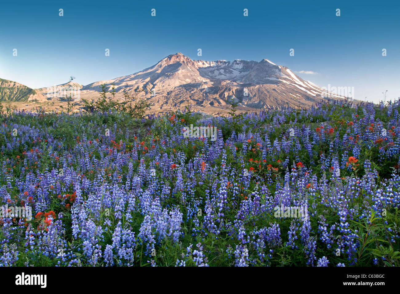 Wildblumen und Mount St. Helens, Washington Stockfoto