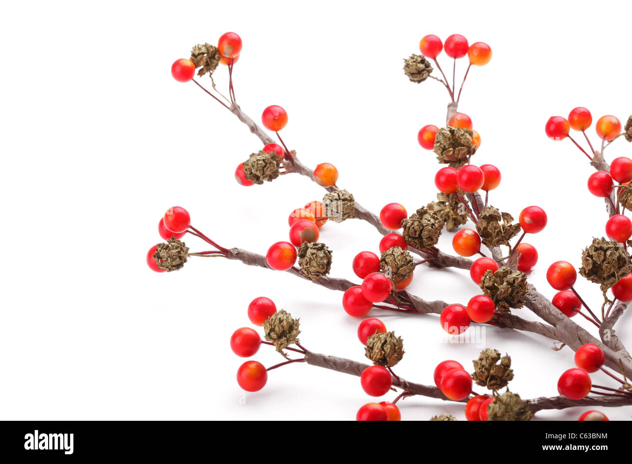 Weihnachten-Zweig von roten Beeren, isoliert auf weißem Hintergrund. Stockfoto