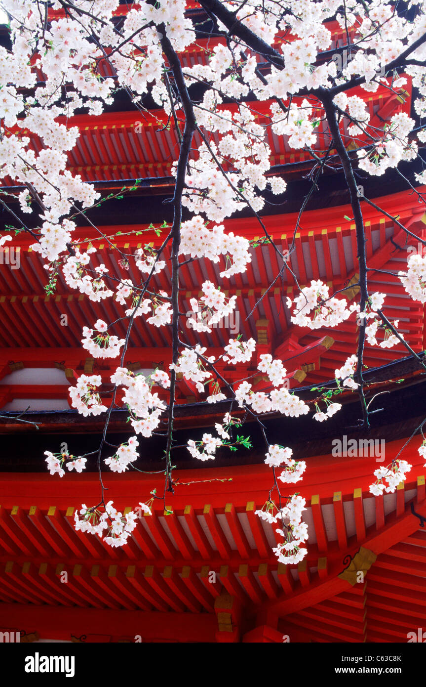 Rote fünf Dach Turm Schrein auf Isla de Itsuku auf Miyajima in Japan kontrastierenden weißen Kirschblüten Stockfoto