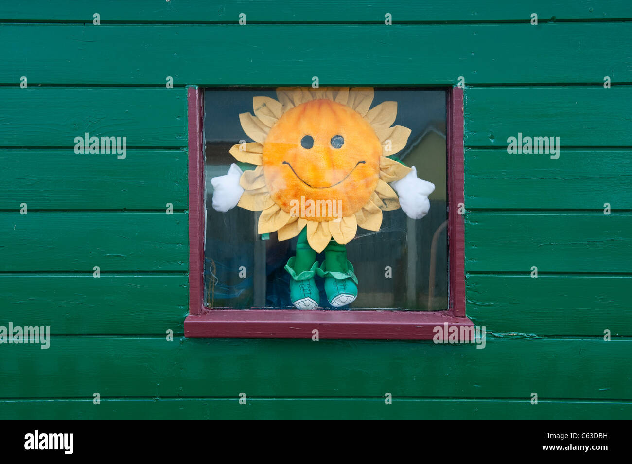 Sonnenblume im Gartenhaus-Fenster Stockfoto