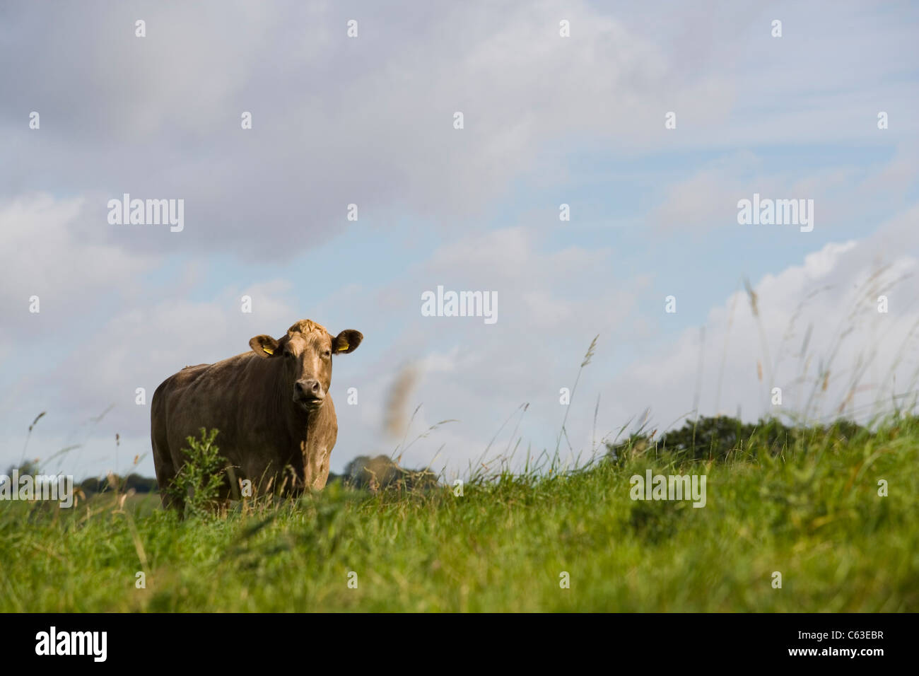 BRITISCHE RINDER Stockfoto