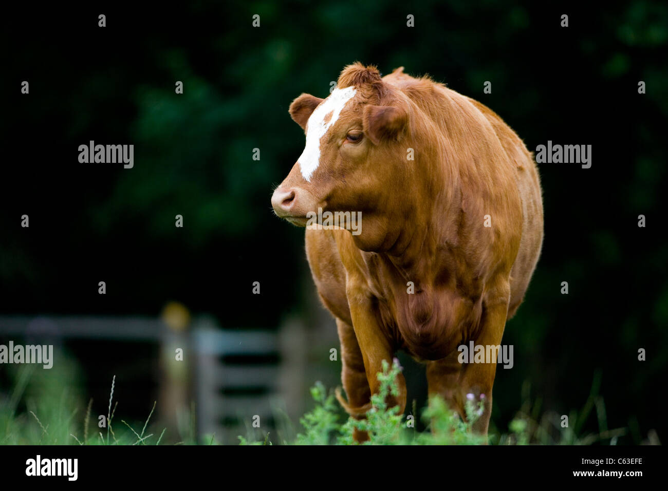 BRITISCHE RINDER Stockfoto