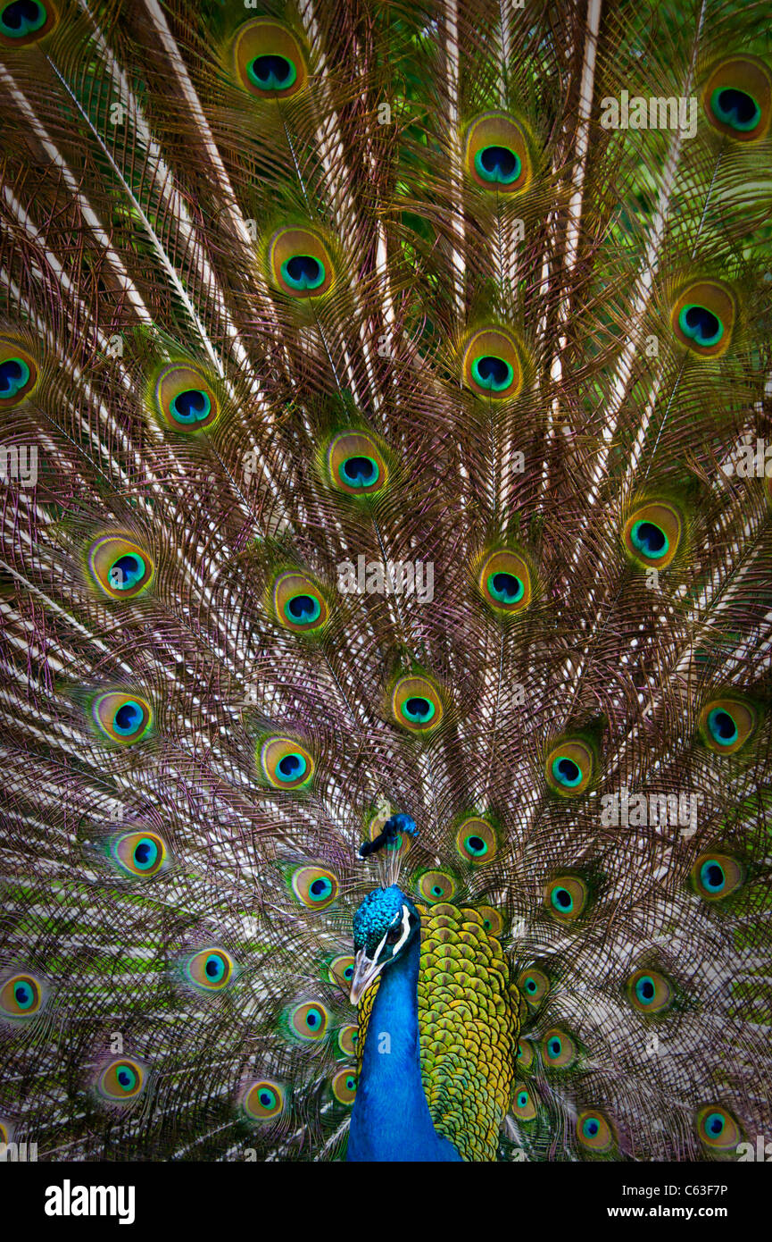 Ein Pfau seine Federn anzeigen Stockfoto