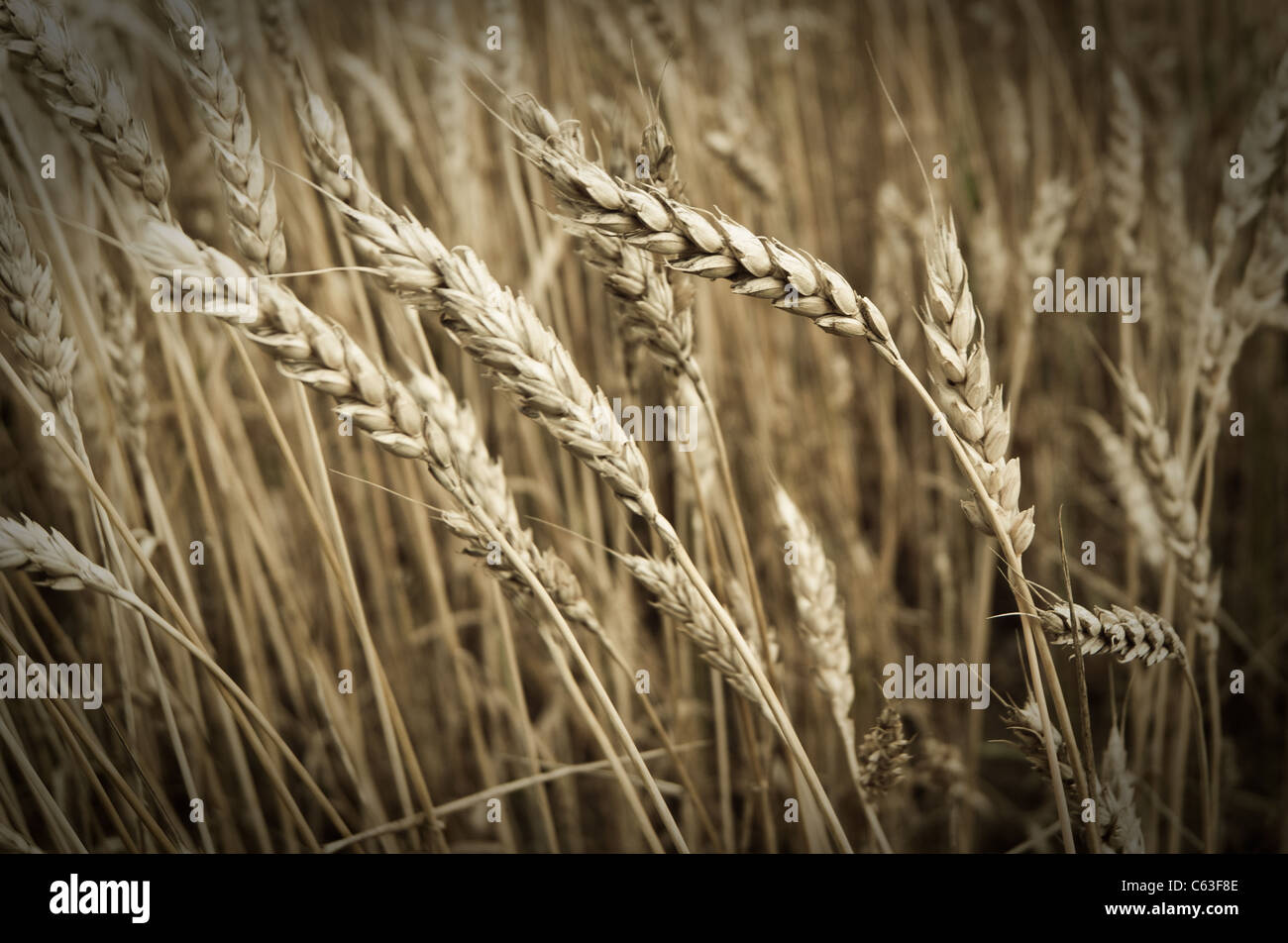 Weizenernte bereit und wartet auf die Ernte Stockfoto