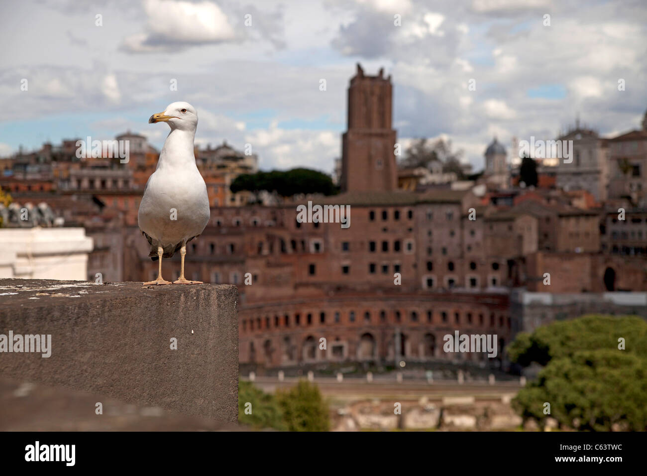 Möwe posiert vor Trajans Markt, Rom, Italien, Europa Stockfoto