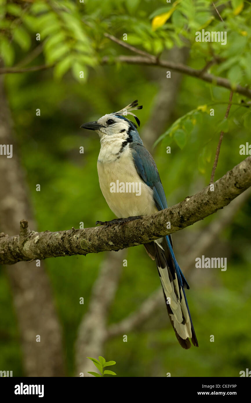 Weiße-throated Magpie-Jay-(Calocitta Formosa) - costarica Stockfoto