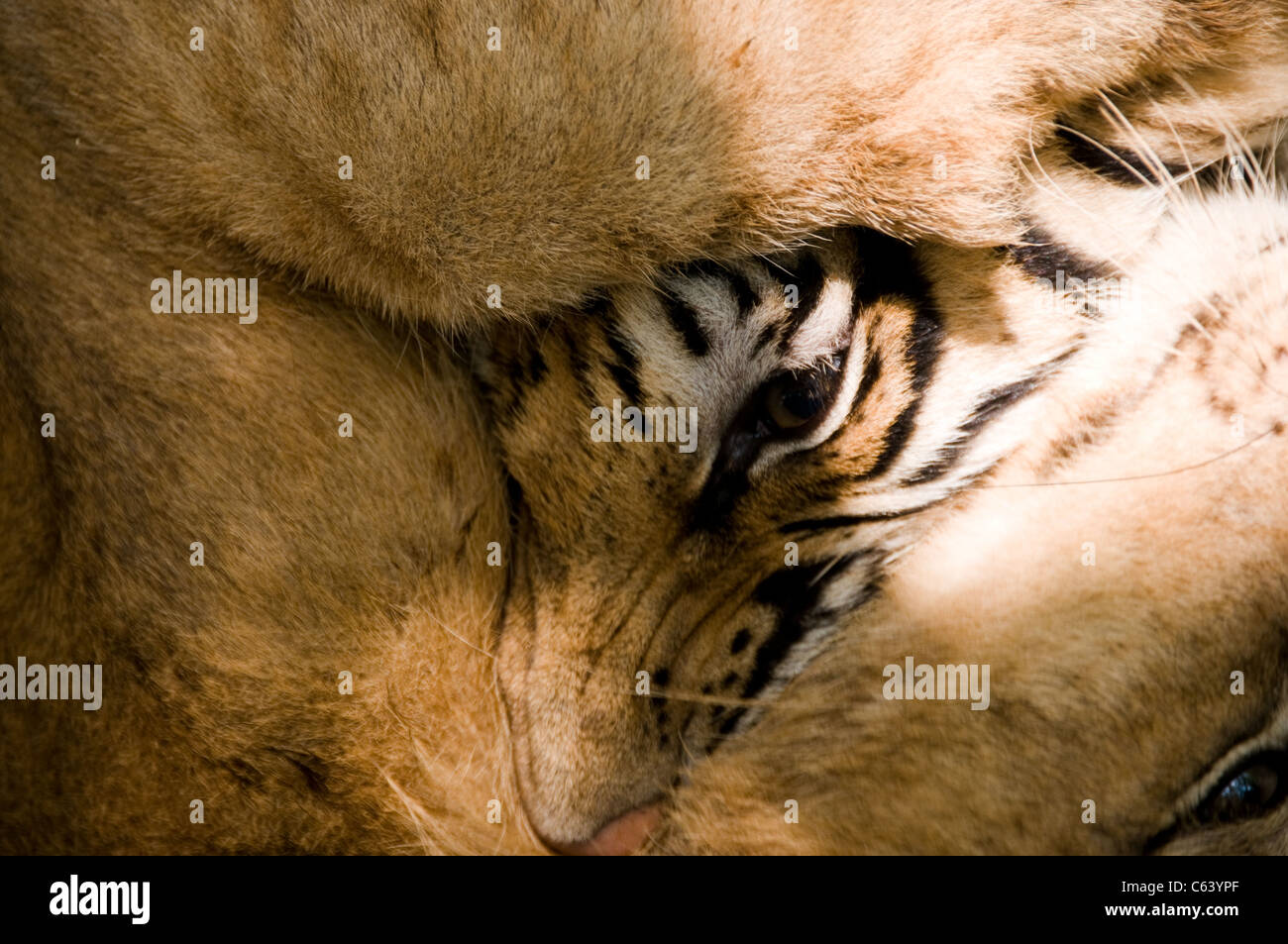 Bengal Tiger kämpfen mit Löwen im Corbett-Nationalpark, Indien Stockfoto