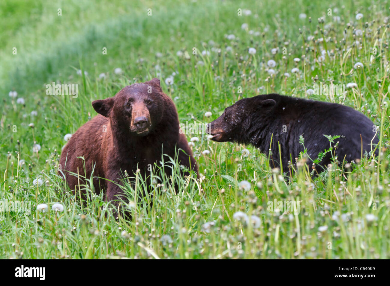 Amerikanische Schwarzbären (Ursus Americanus), Weibchen mit Jungtier Stockfoto