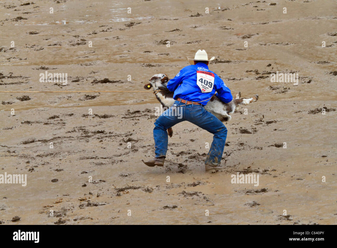 Kalb Roping Veranstaltung bei der Calgary Stampede, Alberta, Kanada. Stockfoto