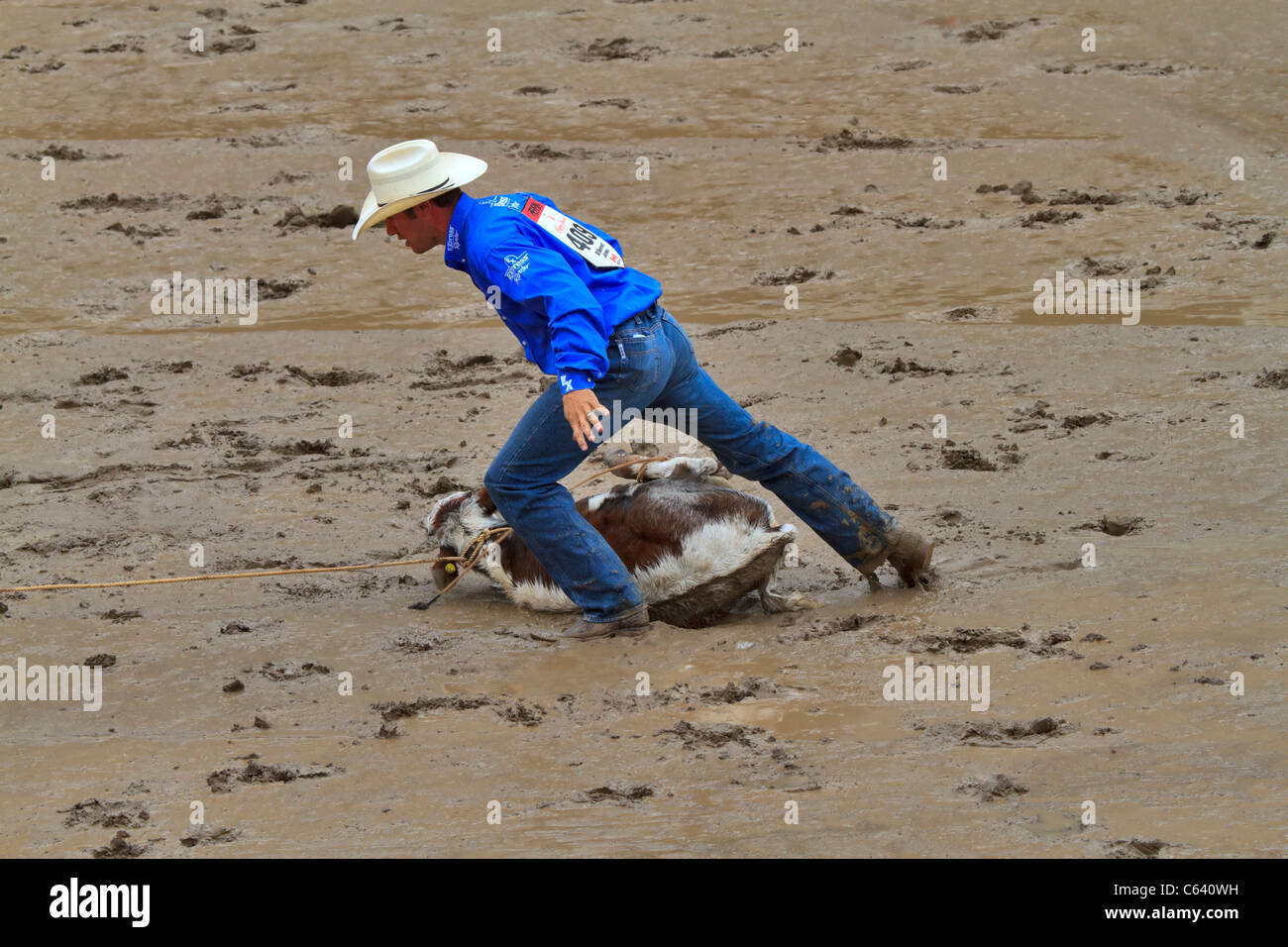 Kalb Roping Veranstaltung bei der Calgary Stampede, Alberta, Kanada. Stockfoto