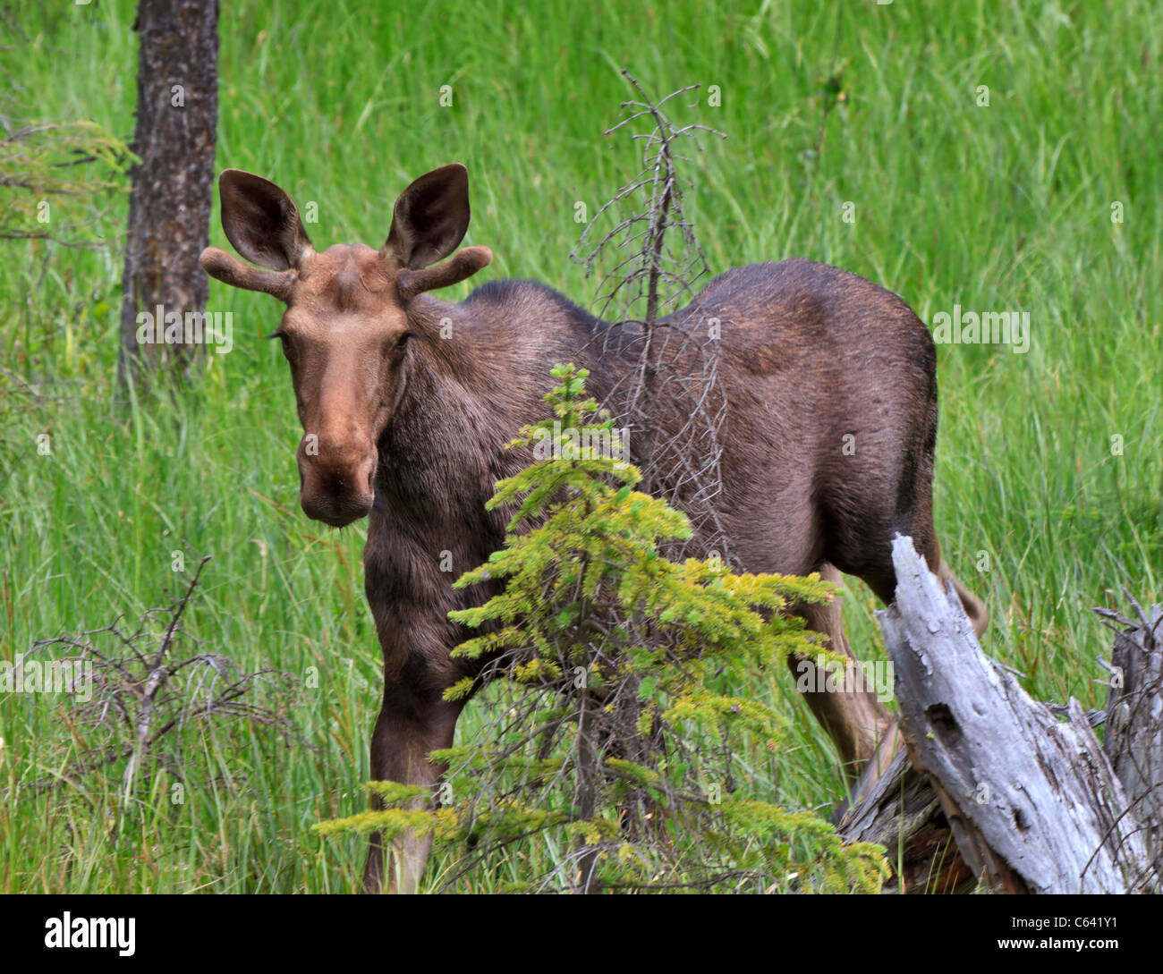 Junger Stier Elch, Alces Alces, im späten Frühjahr. Kootenay National Park, Britisch-Kolumbien, Kanada Stockfoto
