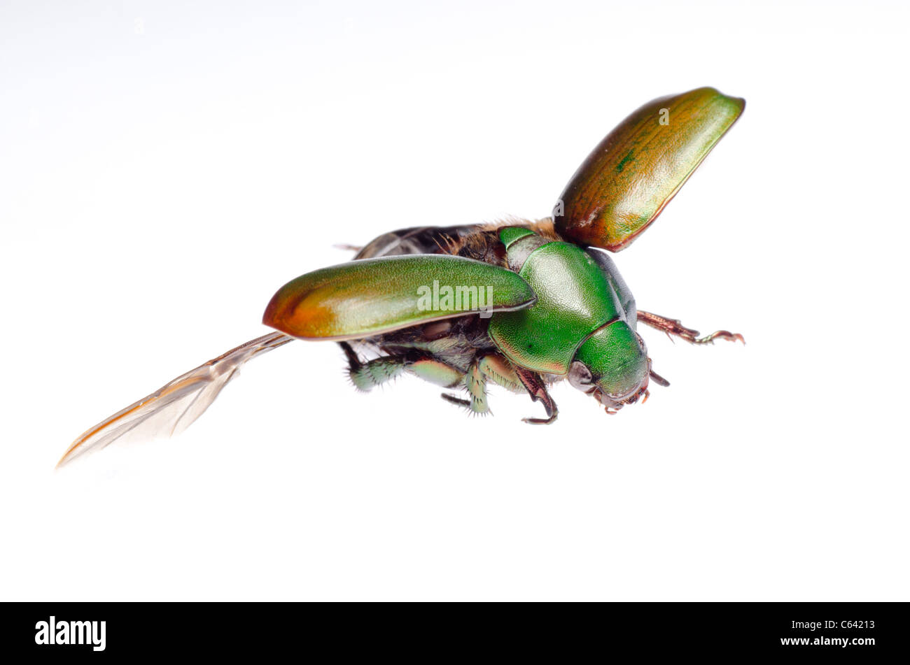 fliegende Insekten Skarabäus-Käfer isoliert Stockfoto