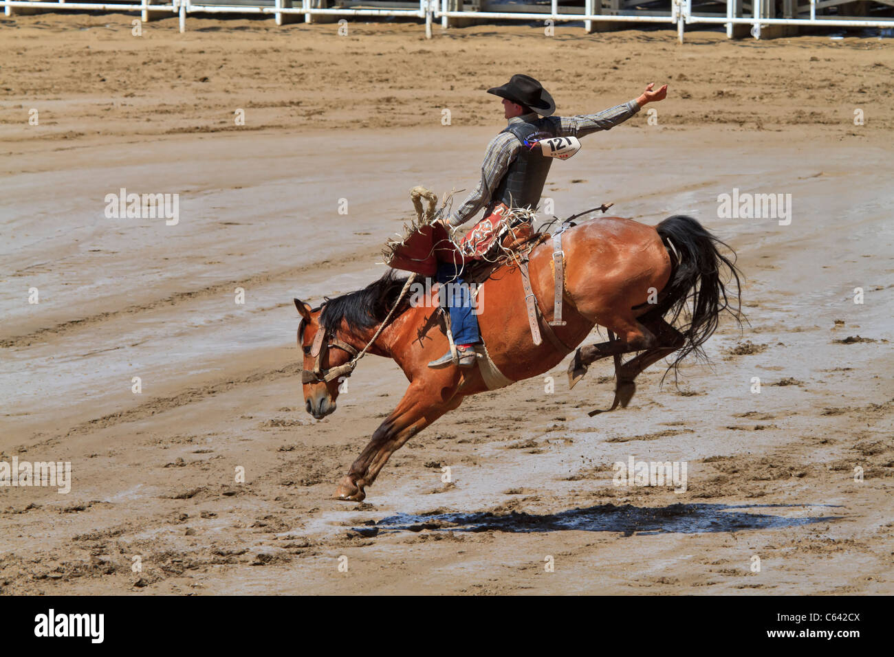 Sattel Bronc Reiten Veranstaltung bei der Calgary Stampede, Kanada. Ein Cowboy konkurriert in der rauen vordefiniertes Ereignis. Stockfoto