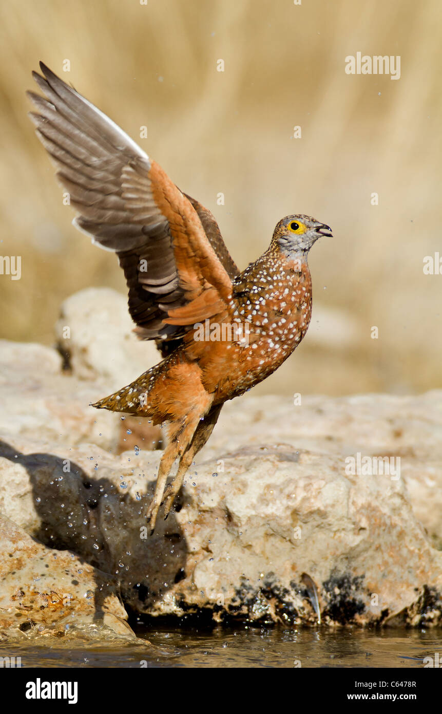 Schneehuhn im Flug in der kalahari Stockfoto