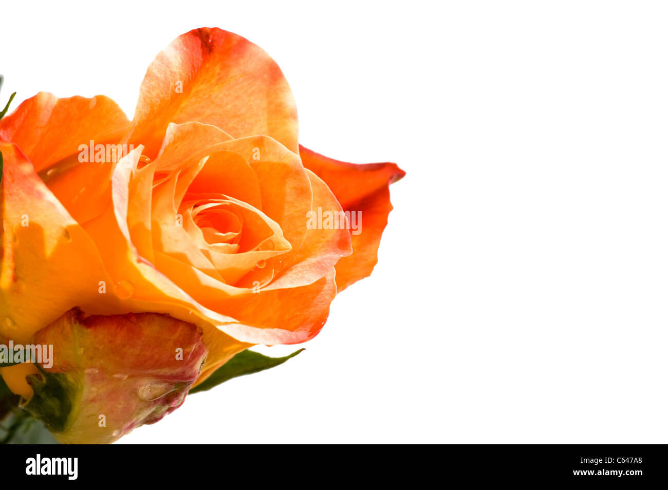 Objekt auf weiß - orange rose Close up Stockfoto