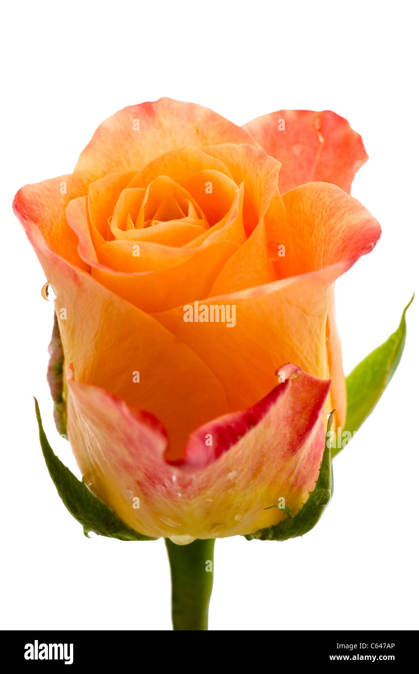 Objekt auf weiß - orange rose Close up Stockfoto