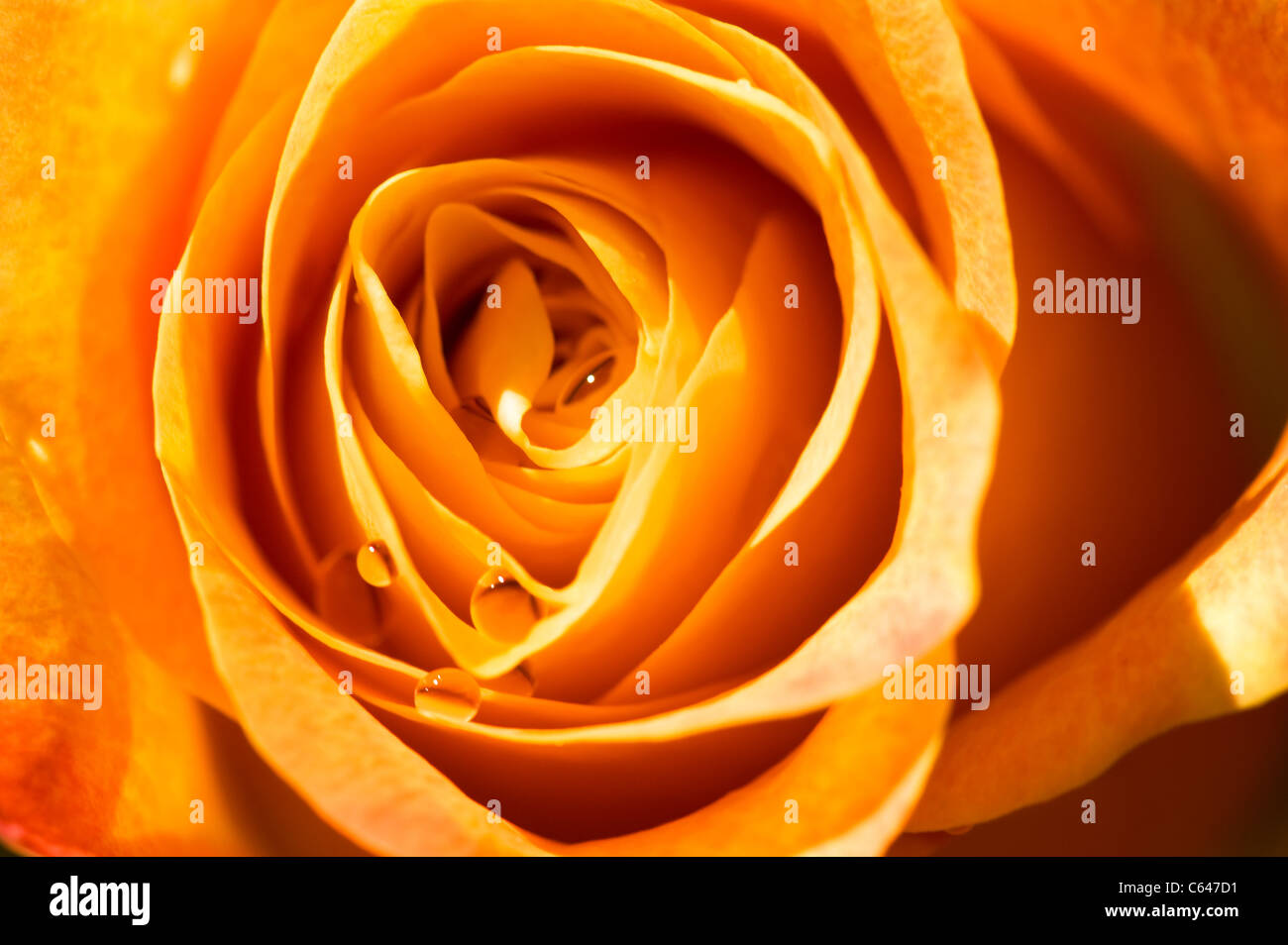 Objekt auf weiß - orange rose Close up Stockfoto