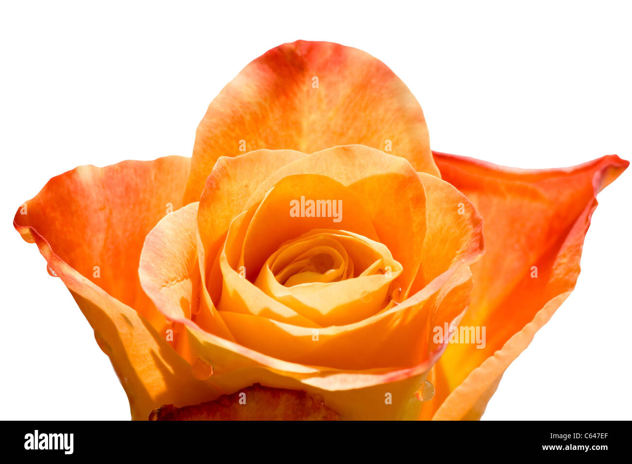 Objekt auf weiß - orange rose Close up Stockfoto