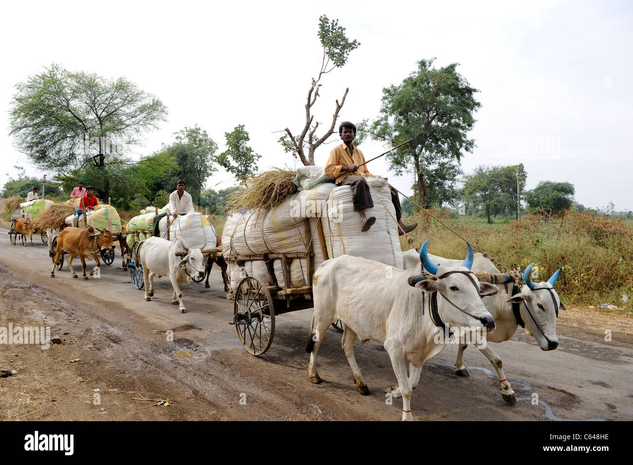 Indien-Maharashtra, Baumwollanbau in Vidarbha Region, ein Großteil der Ernte ist Bt (Bacillus Thuringiensis) Baumwolle ein GVO-Getreide Landwirt Versorgung Rohbaumwolle zur Versteigerung auf ginnery Stockfoto