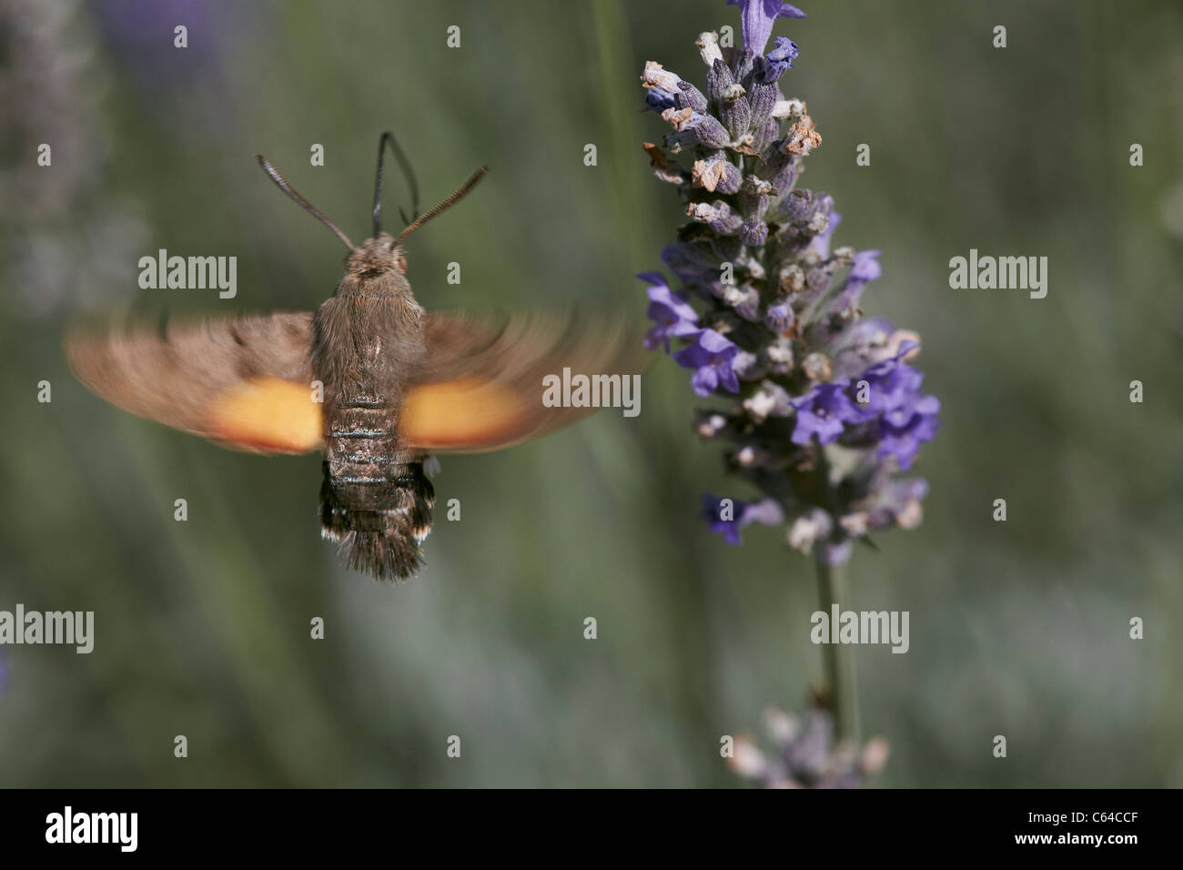 Kolibri Hawkmoth, Macroglossum Stellatarum im Flug sammeln Nektar aus Lavendel Blume Stockfoto