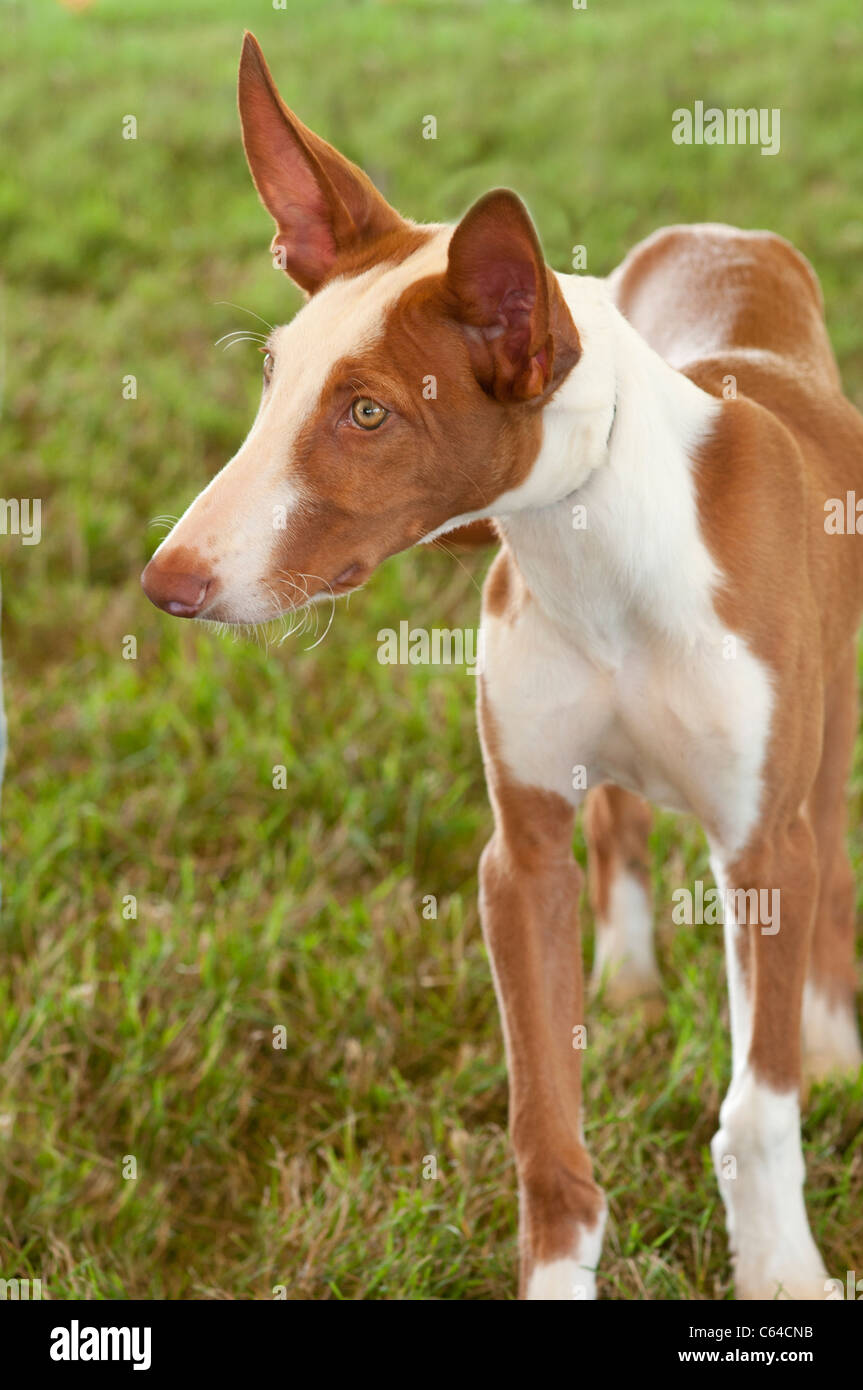 Ibizenkische Hunde Hund zeigen. Stockfoto