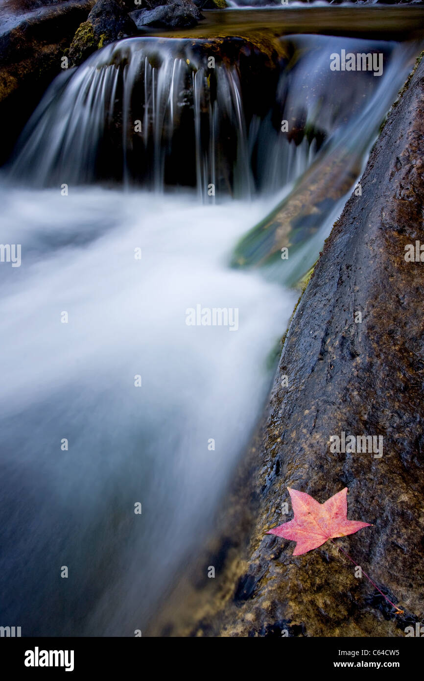 Landschaft mit Blatt und unscharfen Wasserfall Stockfoto