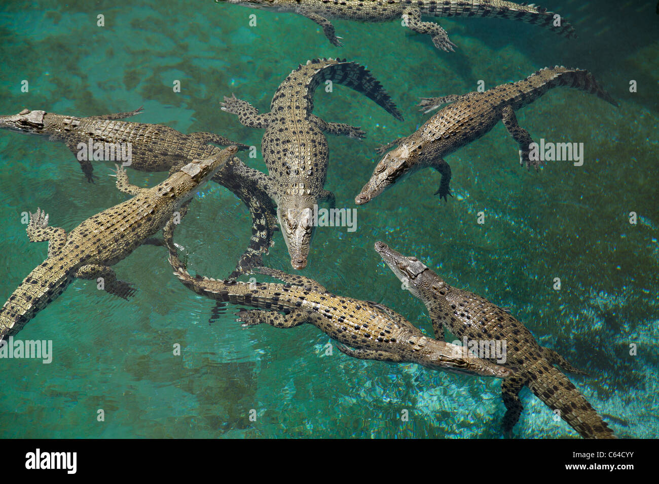 Salzwasserkrokodile (Crocodylus Porosus), Crocosaurus Cove, Darwin, Northern Territory, Australien Stockfoto