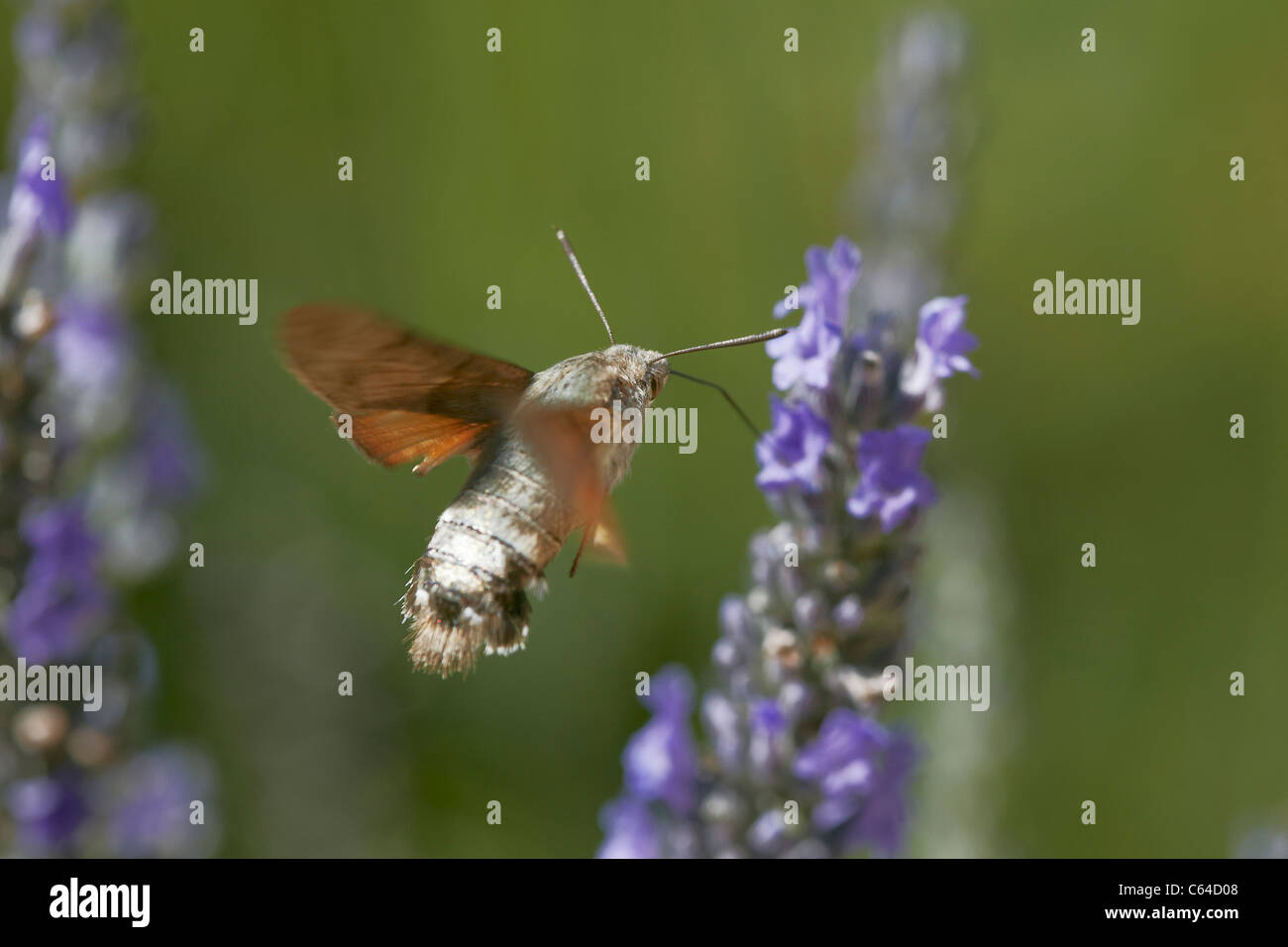 Kolibri Hawkmoth, Macroglossum Stellatarum im Flug sammeln Nektar aus Lavendel Blume Stockfoto