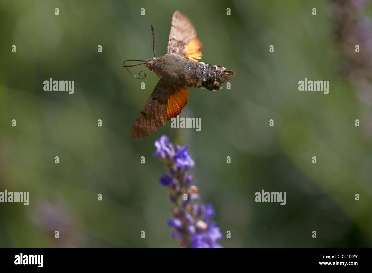Kolibri Hawkmoth, Macroglossum Stellatarum im Flug sammeln Nektar aus Lavendel Blume Stockfoto