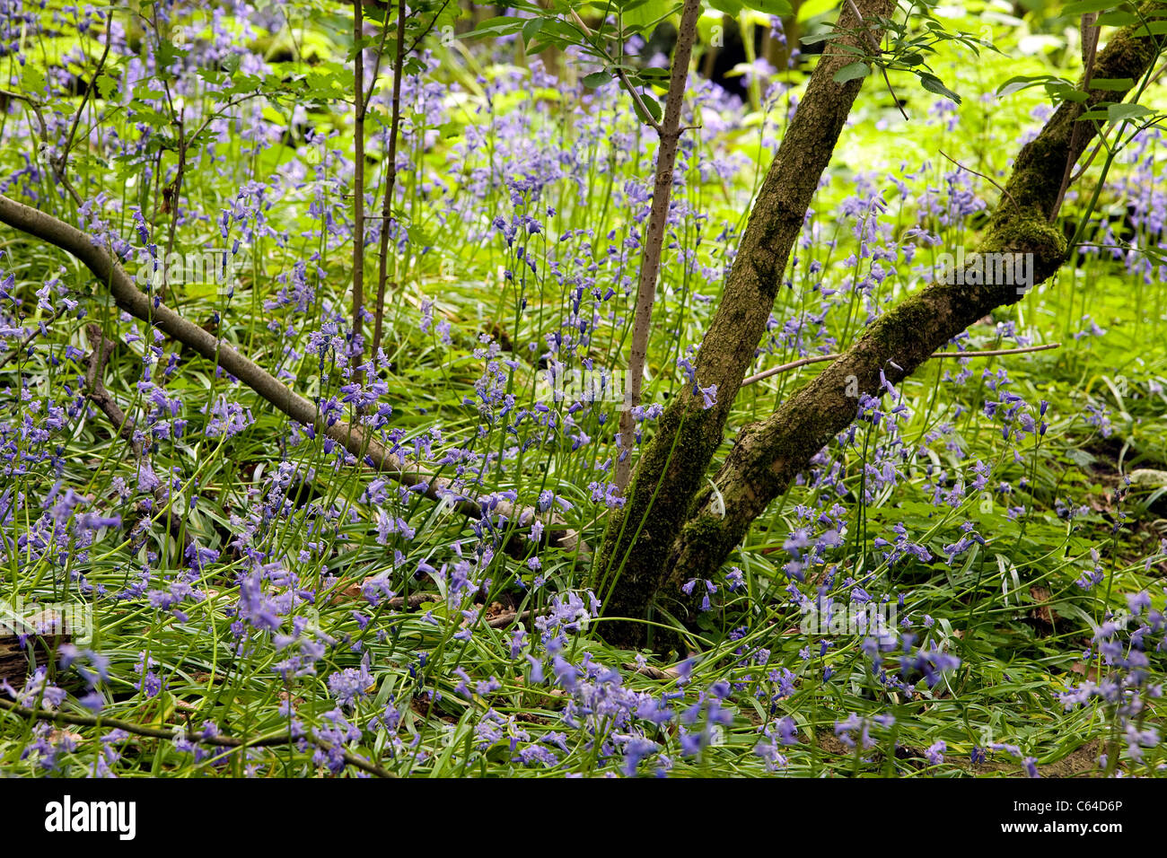 Glockenblumen unter den Bäumen am Appletons Furten rau in Warrington, Cheshire, England Stockfoto