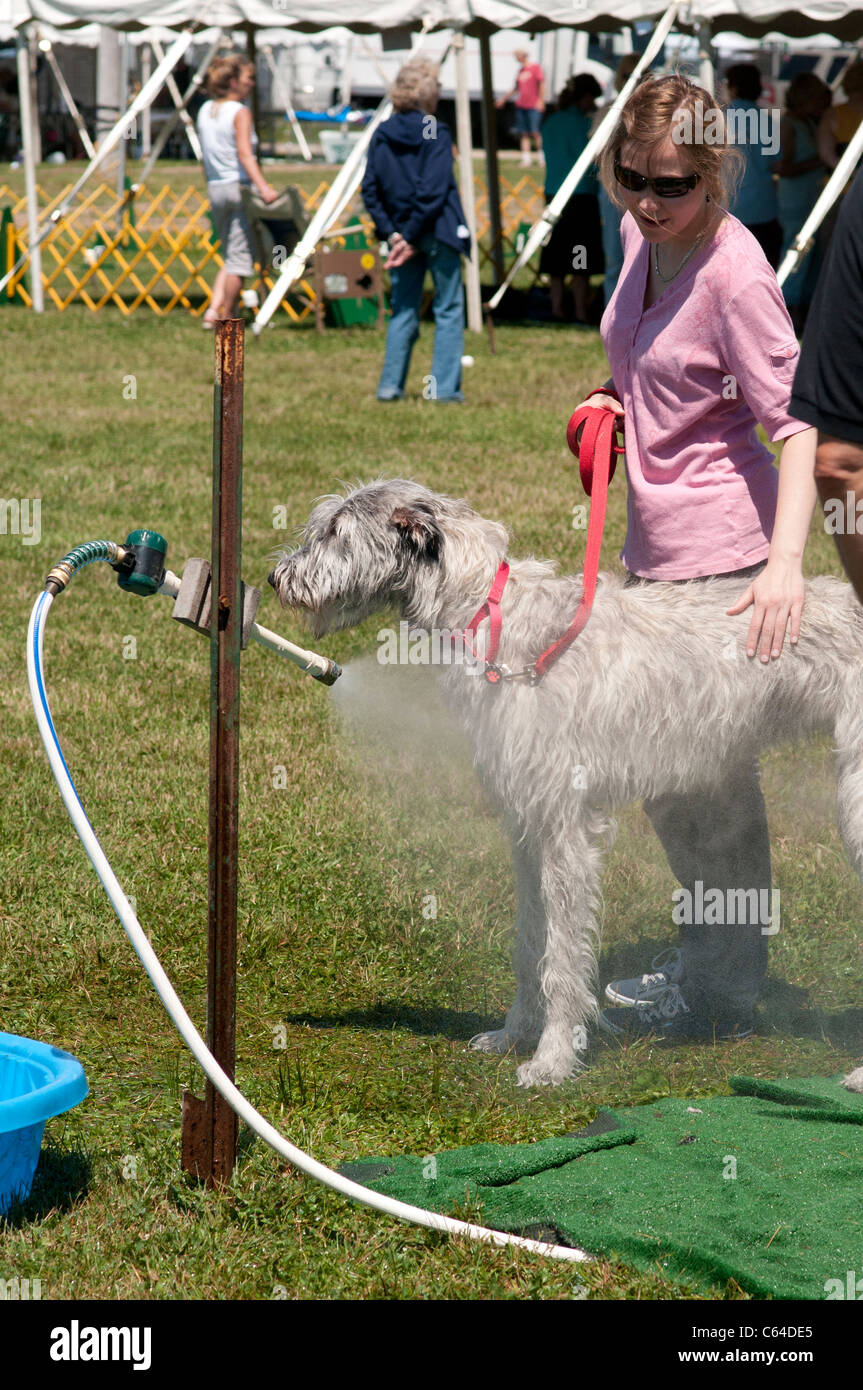 Scottish Deerhound gekühlt Hundeausstellung. Stockfoto