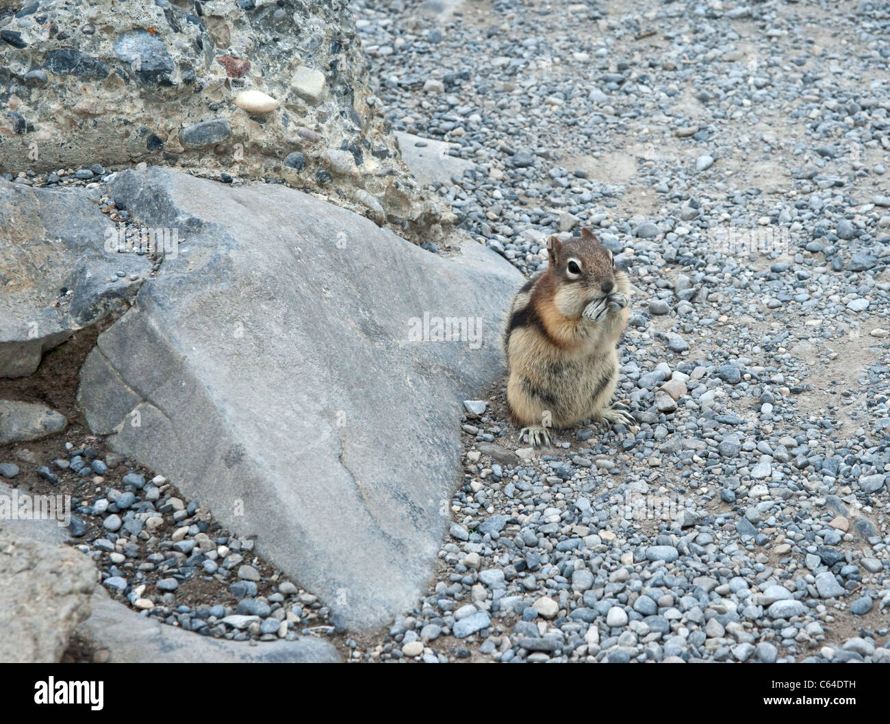 Ein Eichhörnchen ernähren sich von Nüssen, auf einem felsigen Berghang Stockfoto