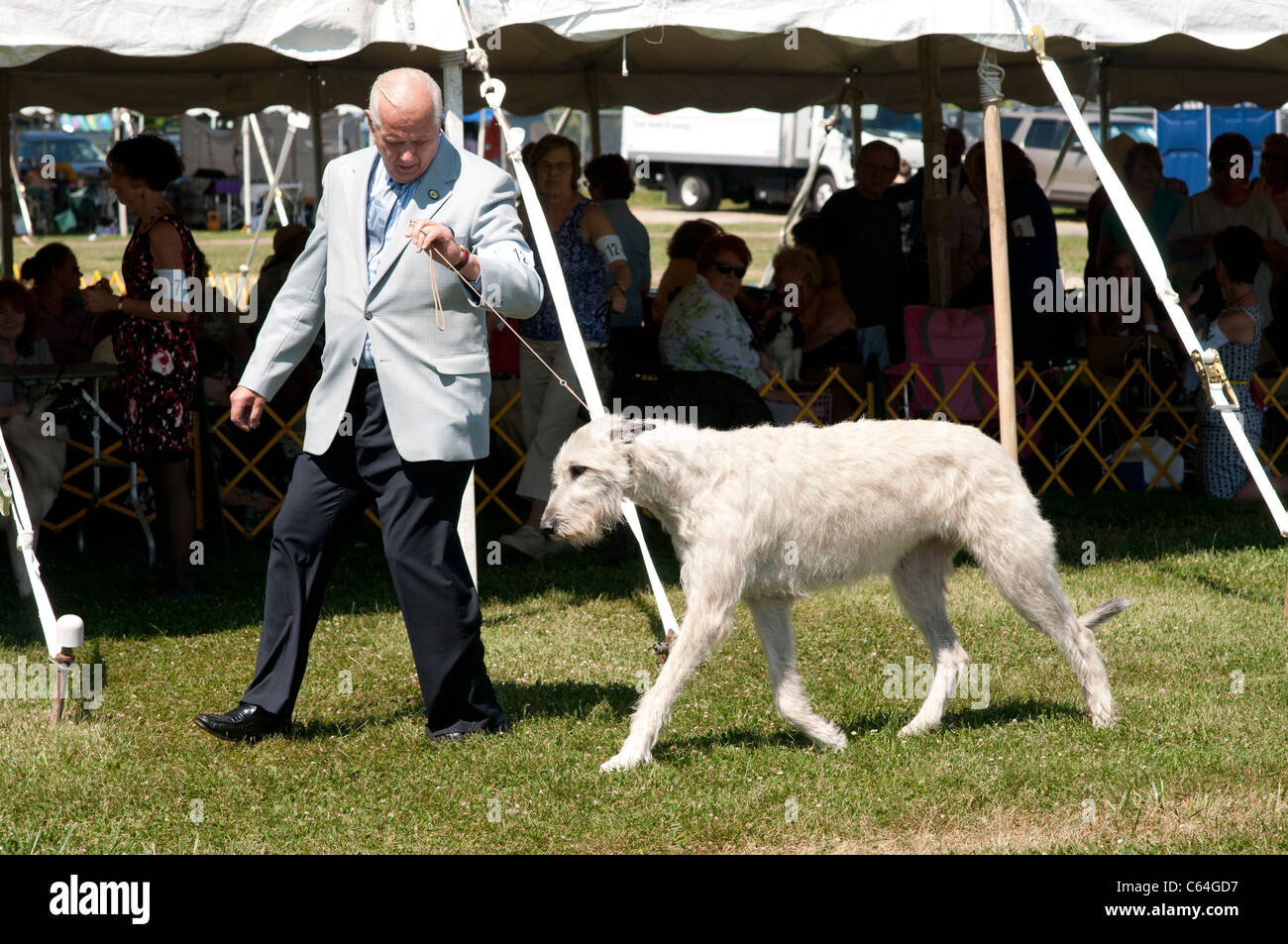 Scottish Deerhound im Show-Ring. Stockfoto