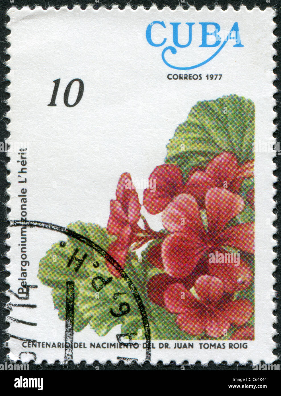 Kuba - 1977: Eine Briefmarke gedruckt in Kuba, Blume zeigt Pelargonium zonale Stockfoto