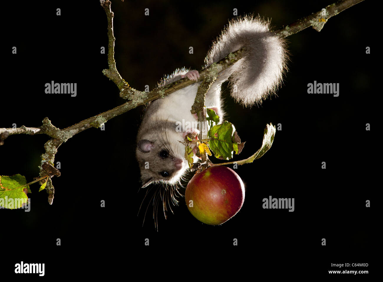 essbare Siebenschläfer kaute einen Apfel Stockfoto