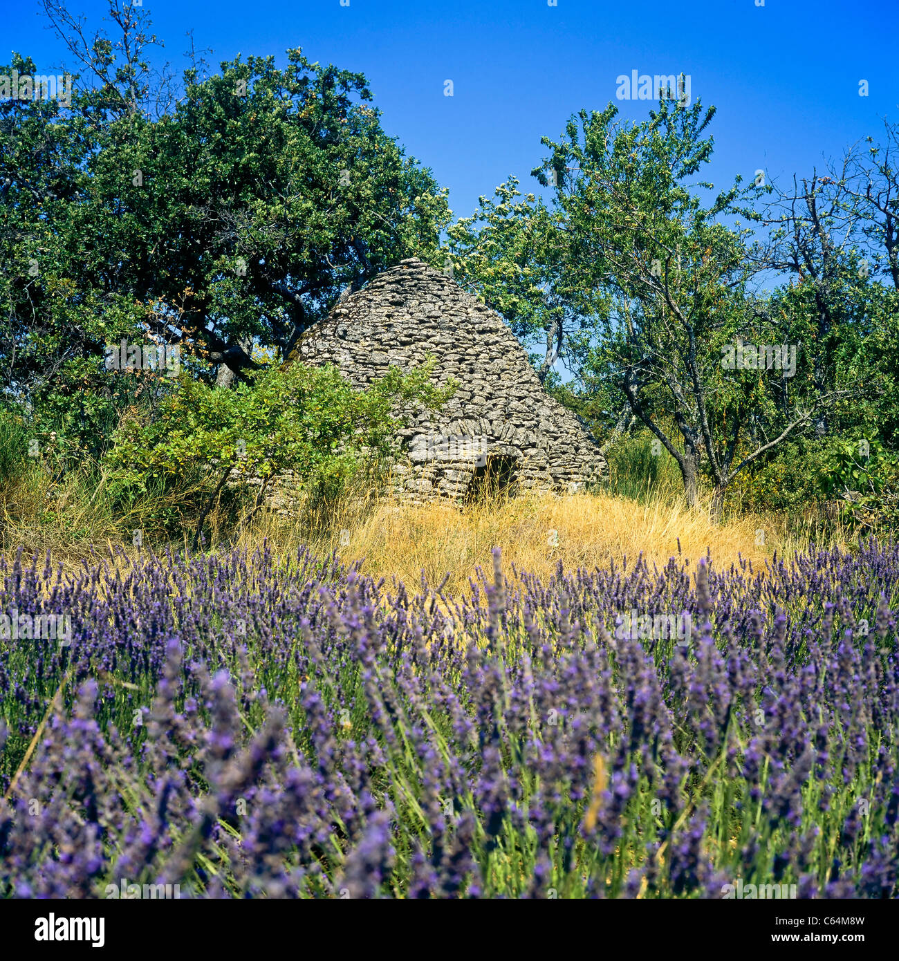 "Zerstörer" trockene Steinhütte und blühenden Lavendel Feld, Lubéron, Vaucluse, Provence, Frankreich Stockfoto