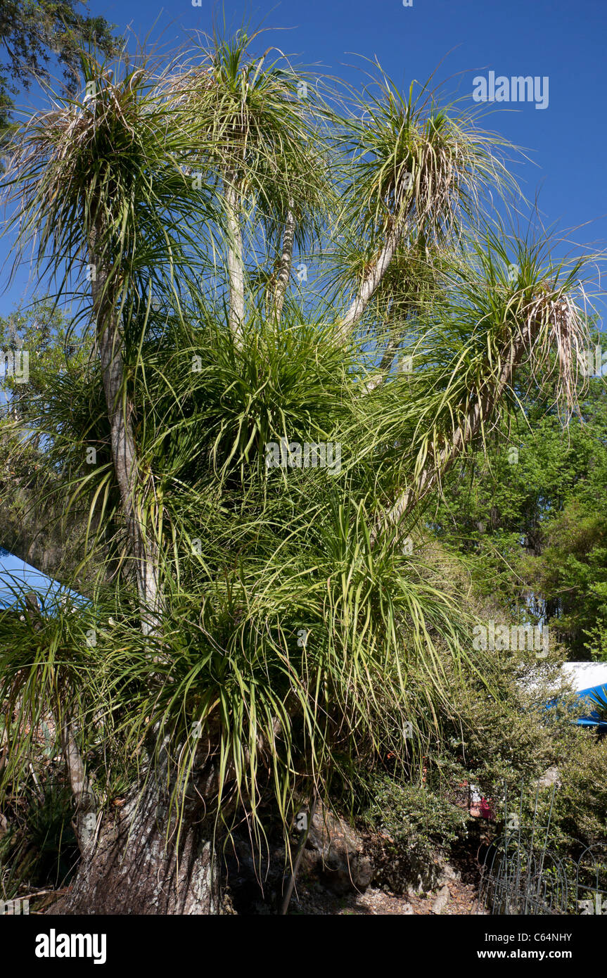 Kanapaha Spring Festival Gainesville Florida Pferdeschwanz Palm Beaucarnea recurvata Stockfoto