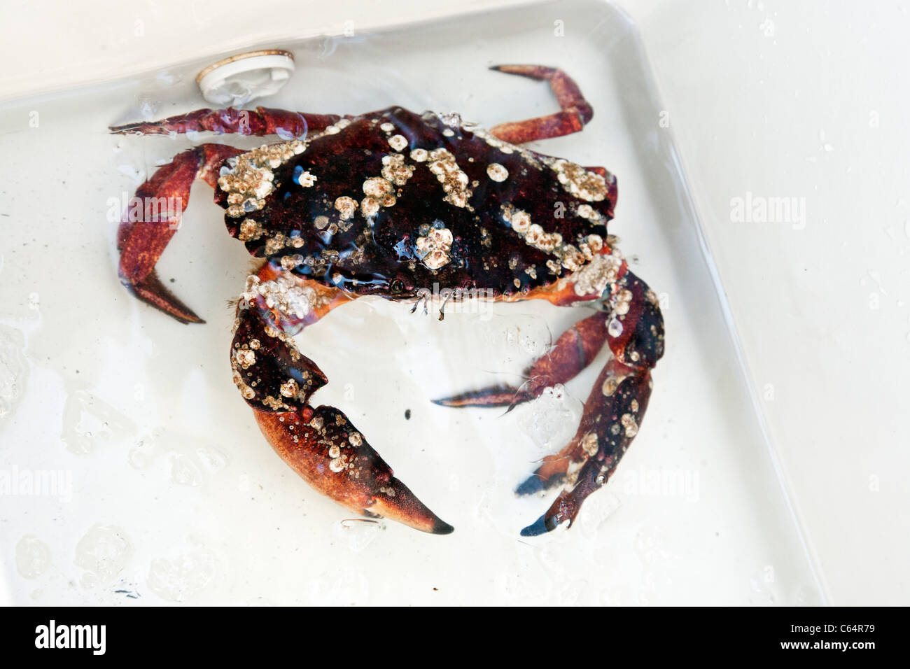 wunderschöne farbige frisch gefangen Dungeness Krabbe in Wasser im Kühler auf Edmonds Angelpier Pacific Northwest Washington Stockfoto