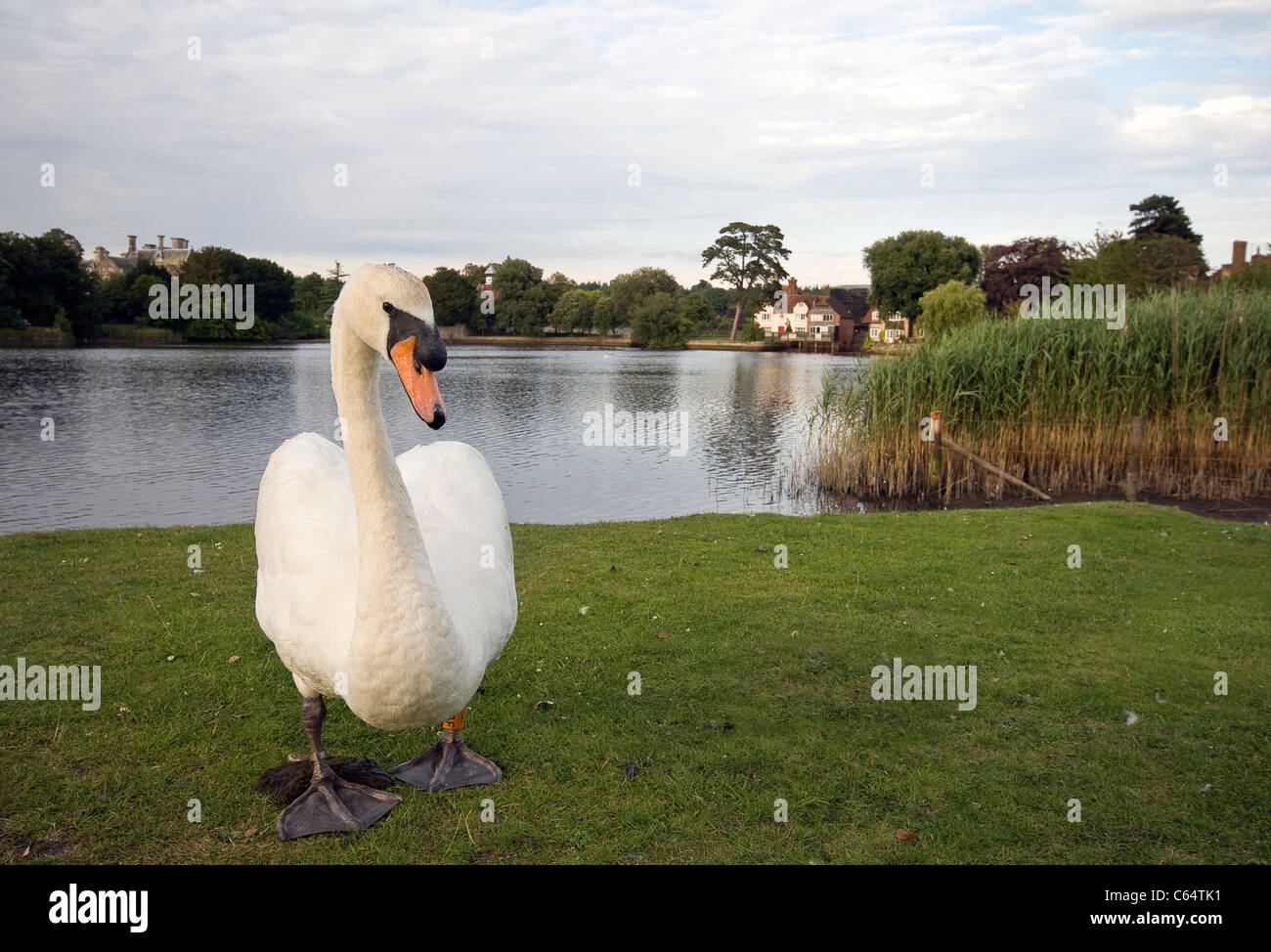 Schwan auf der Beaulieu River, Beaulieu, Hampshire, England, Vereinigtes Königreich Stockfoto